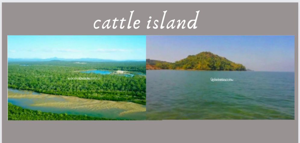 Cattle Island, Sambalpur (Natural Beauty of Sambalpur)